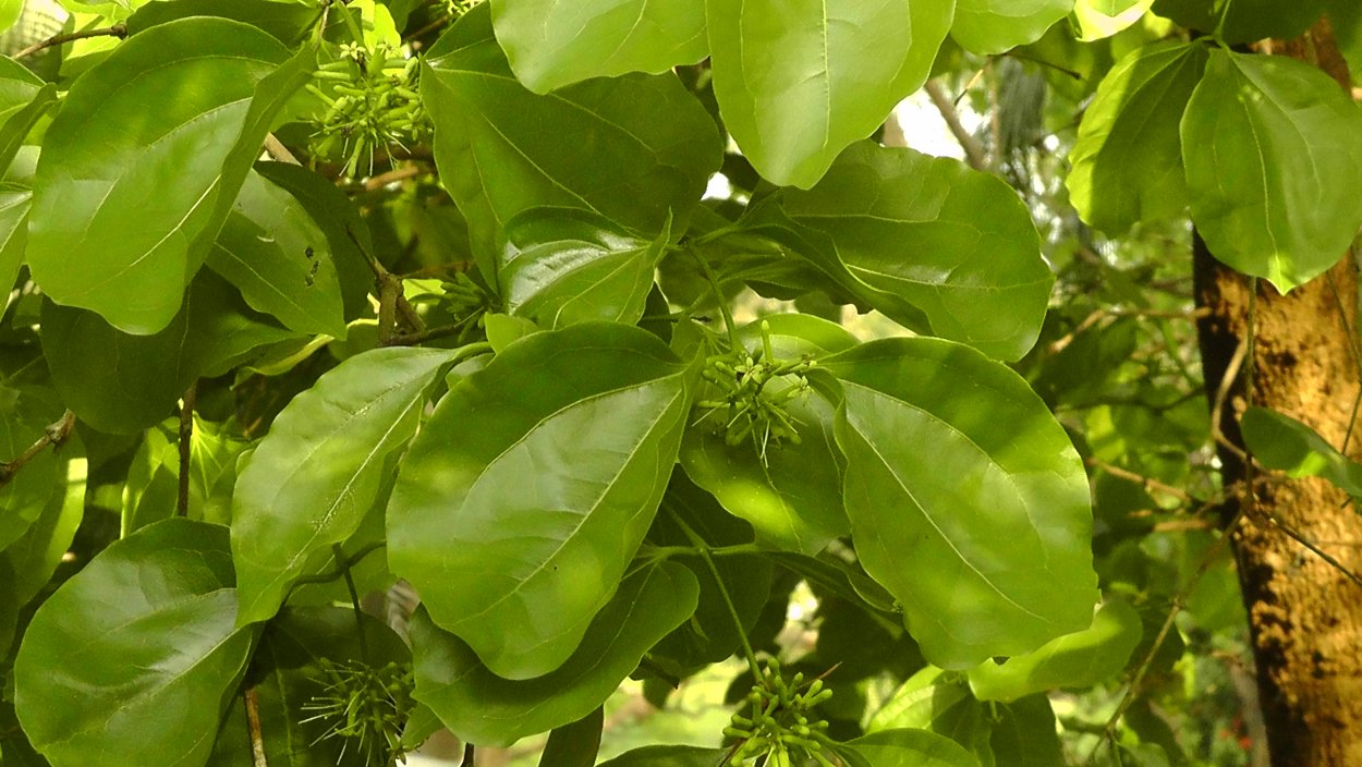 Лиана Стрихнос