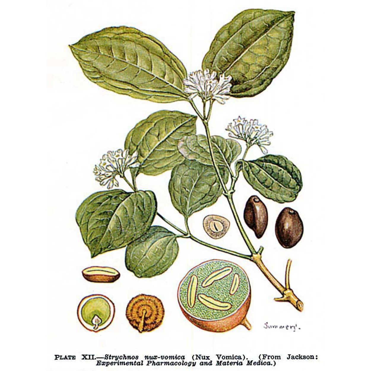 Чилибуха Обезьяний апельсин