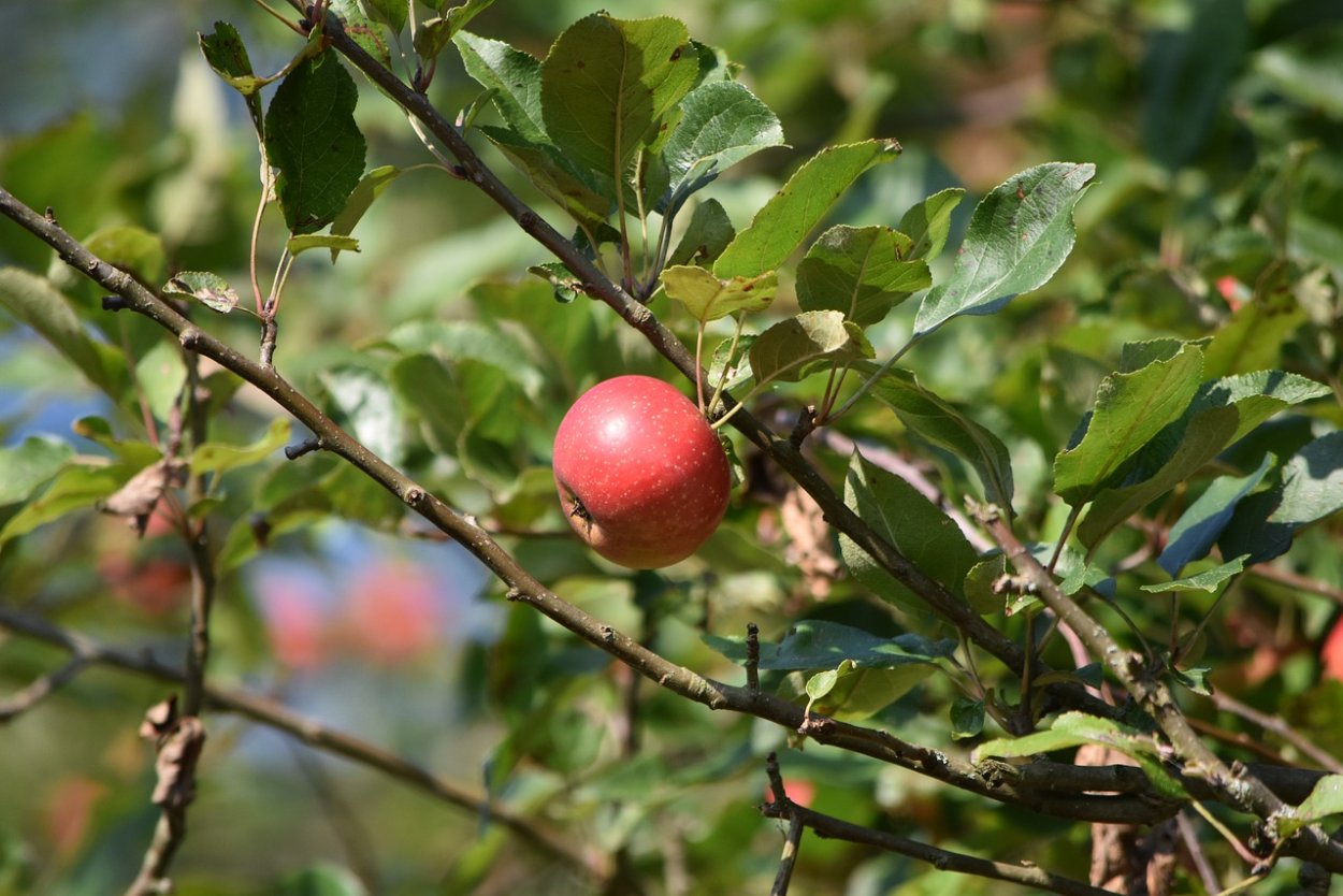 Чилибуха обыкновенная