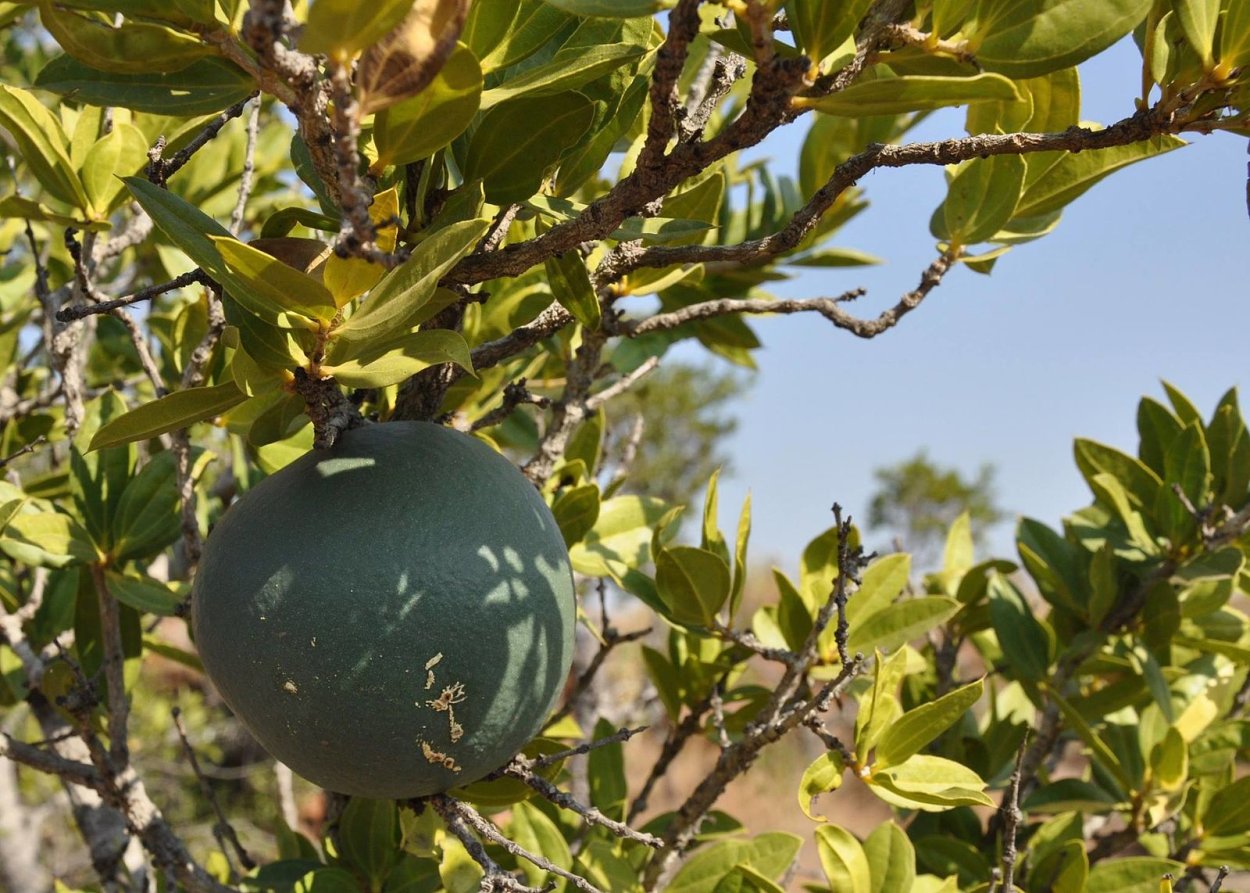 Сапотовое дерево Саподилла
