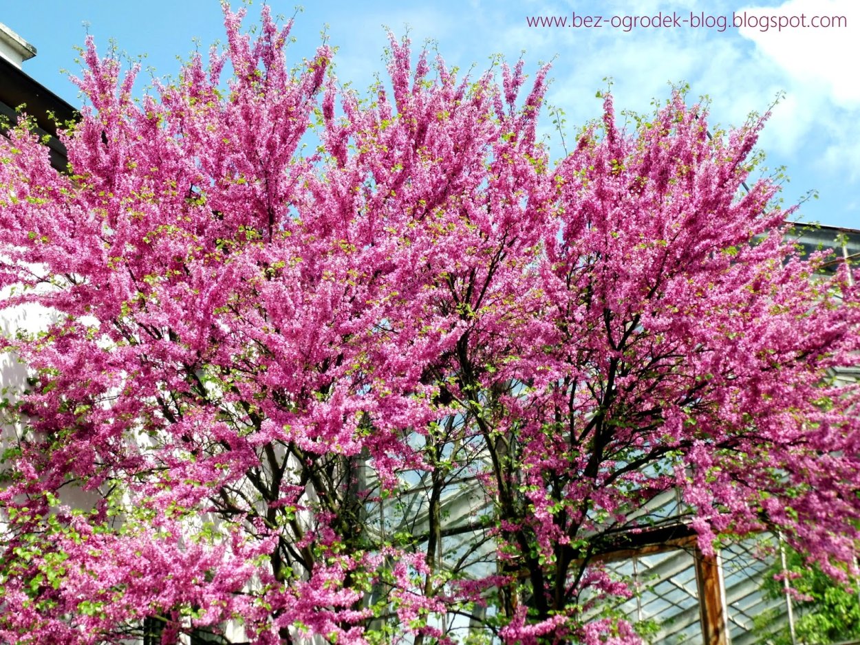 Церцис канадский Пинк пом пом