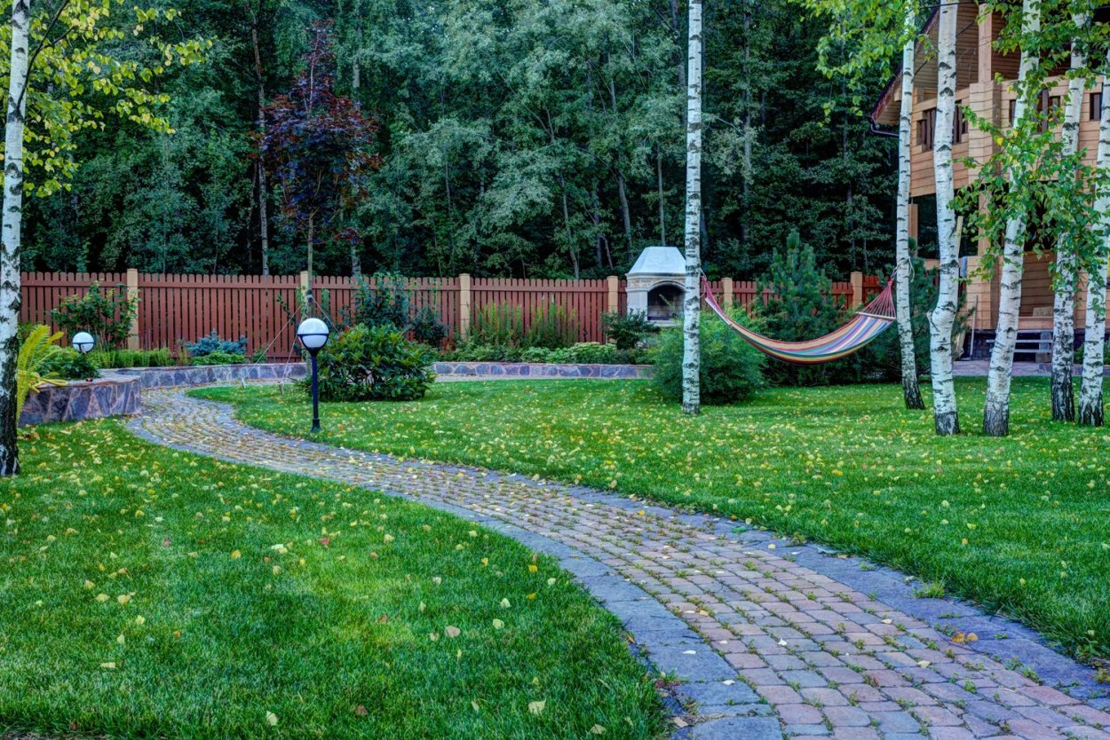 Березы на участке ландшафт