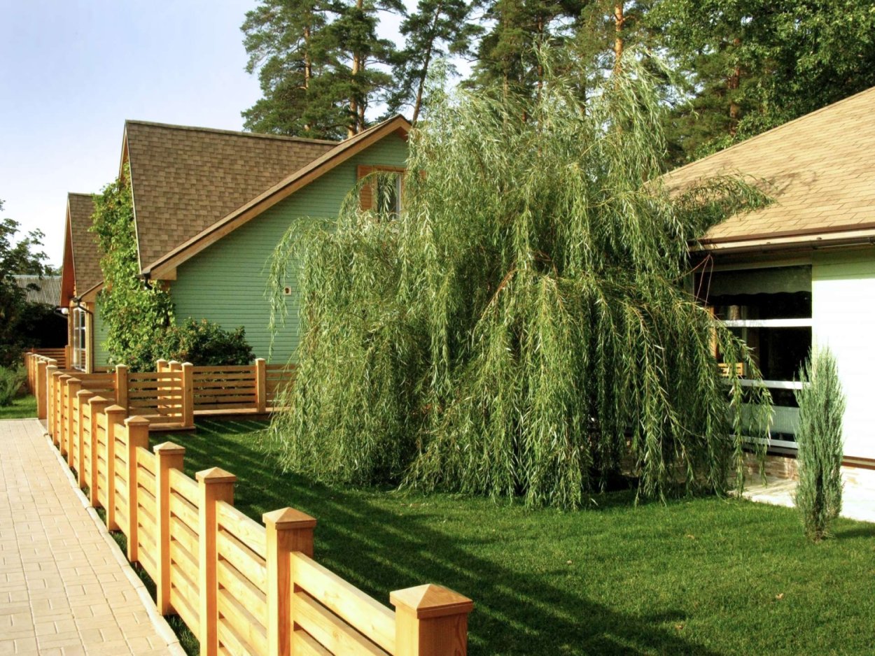 Ива плакучая в ландшафтном