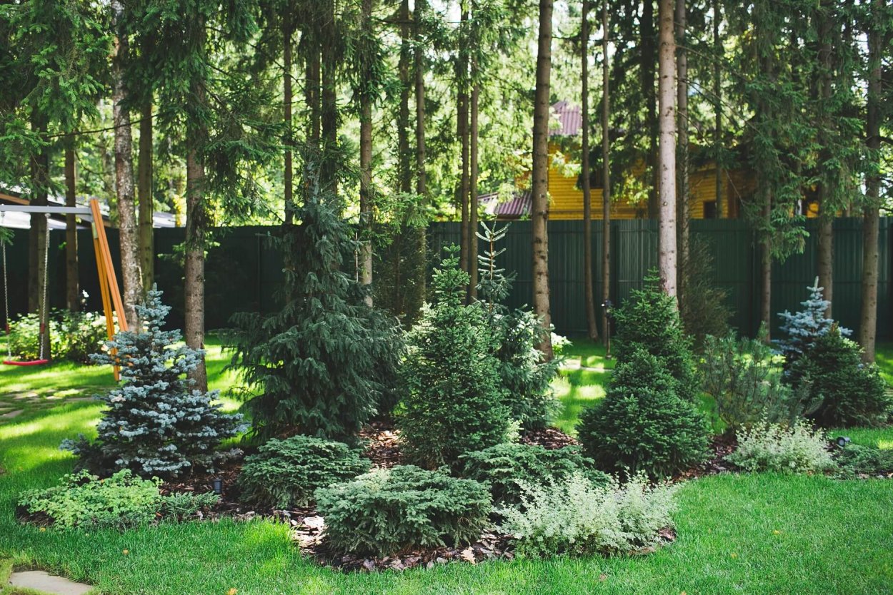 Теневыносливые хвойники