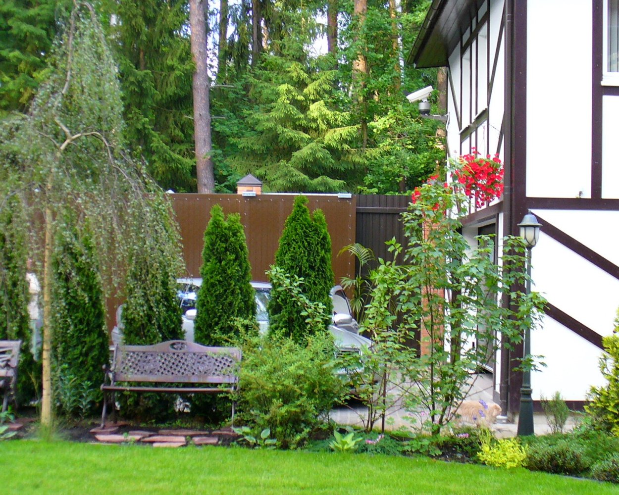 Туя Смарагд около беседки