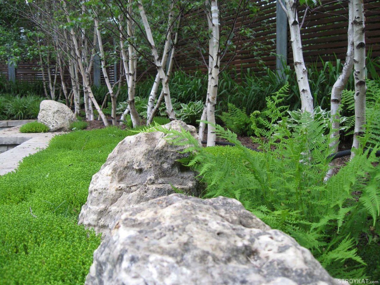 Береза в японском саду