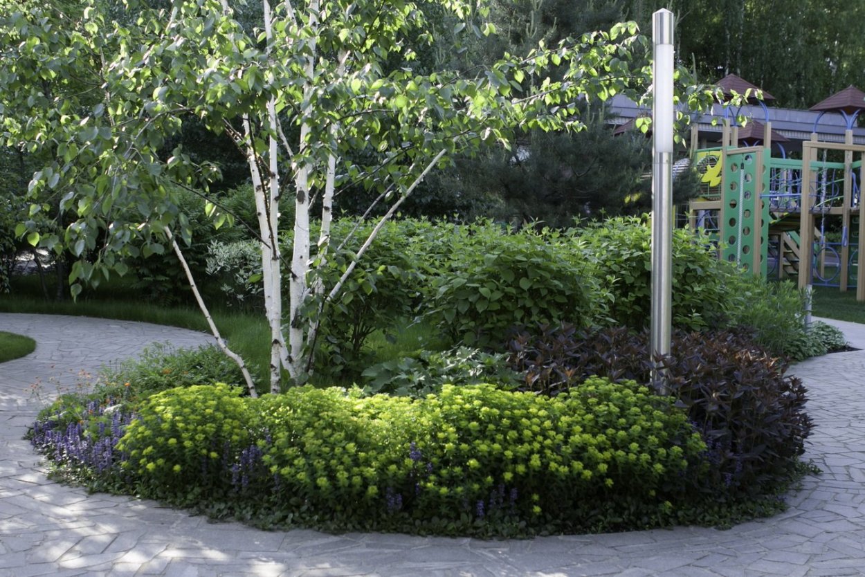 Дерен белый, пузыреплодник сирень береза