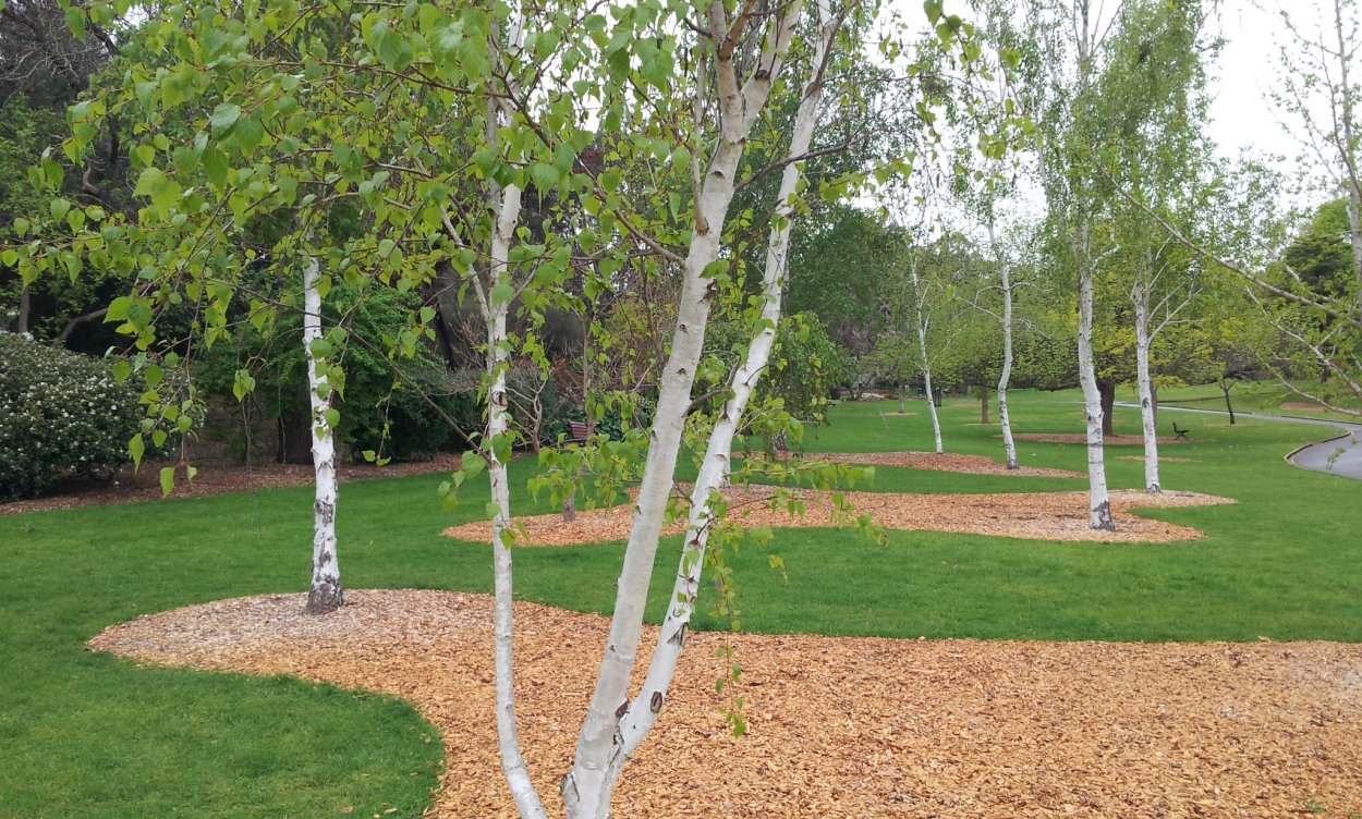 Береза бумажная Betula papyrifera