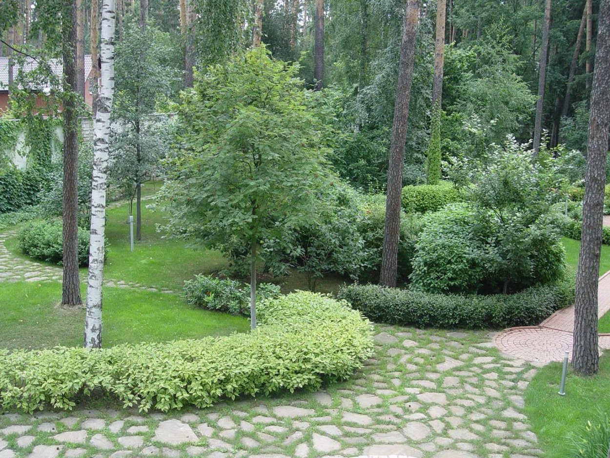 Ландшафт лесного участка с березами