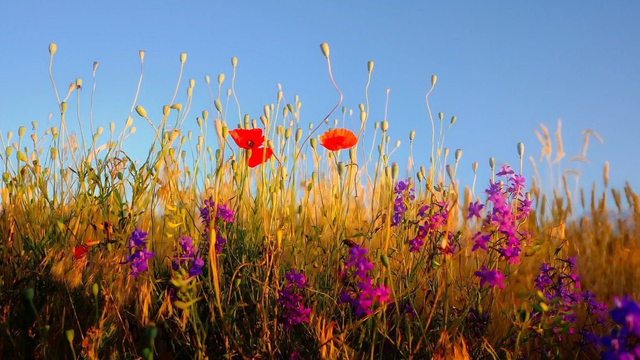 Полевые цветы