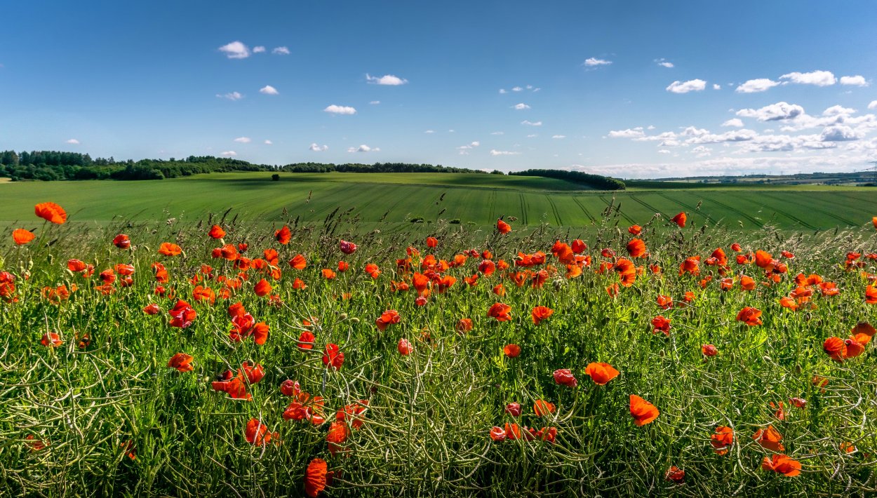 Маковые поля в Оренбургской области