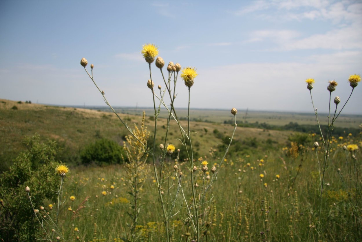Донская степь разнотравье