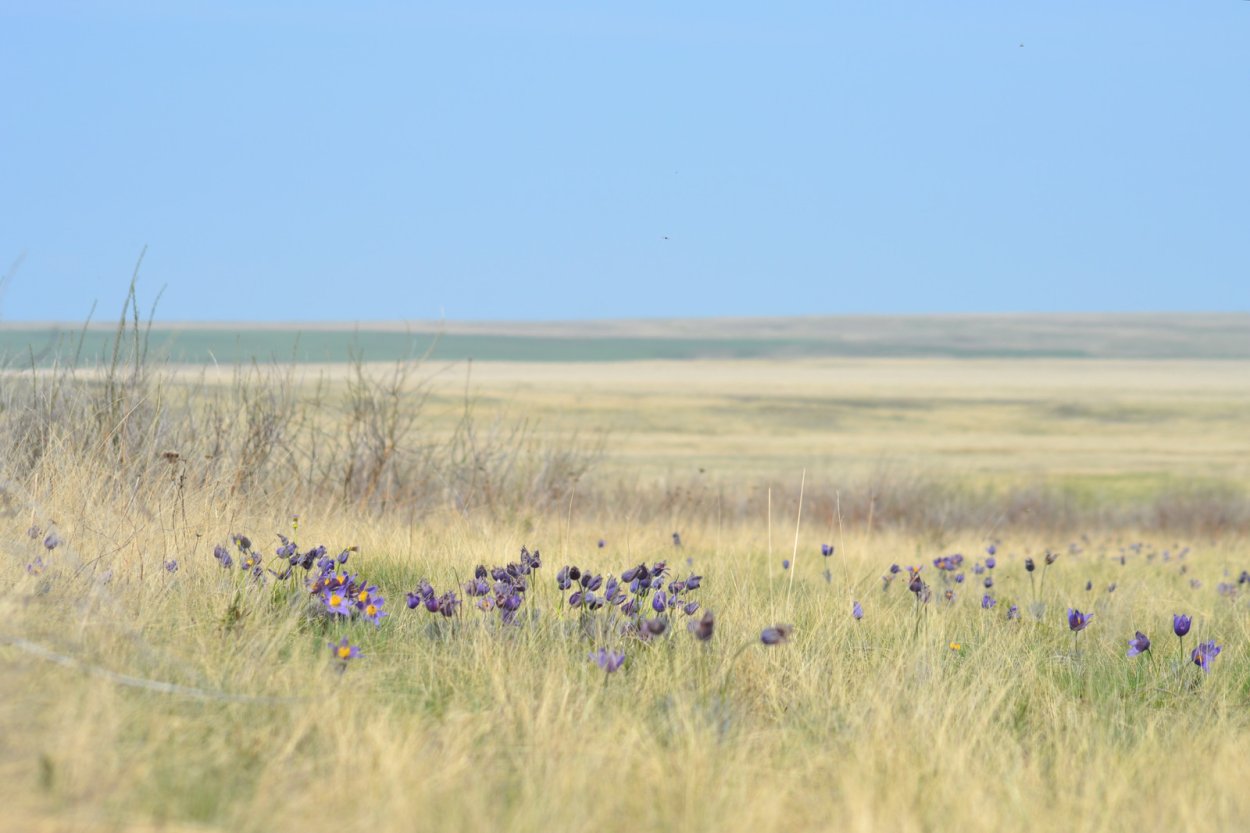 Степь Оренбургской области весной