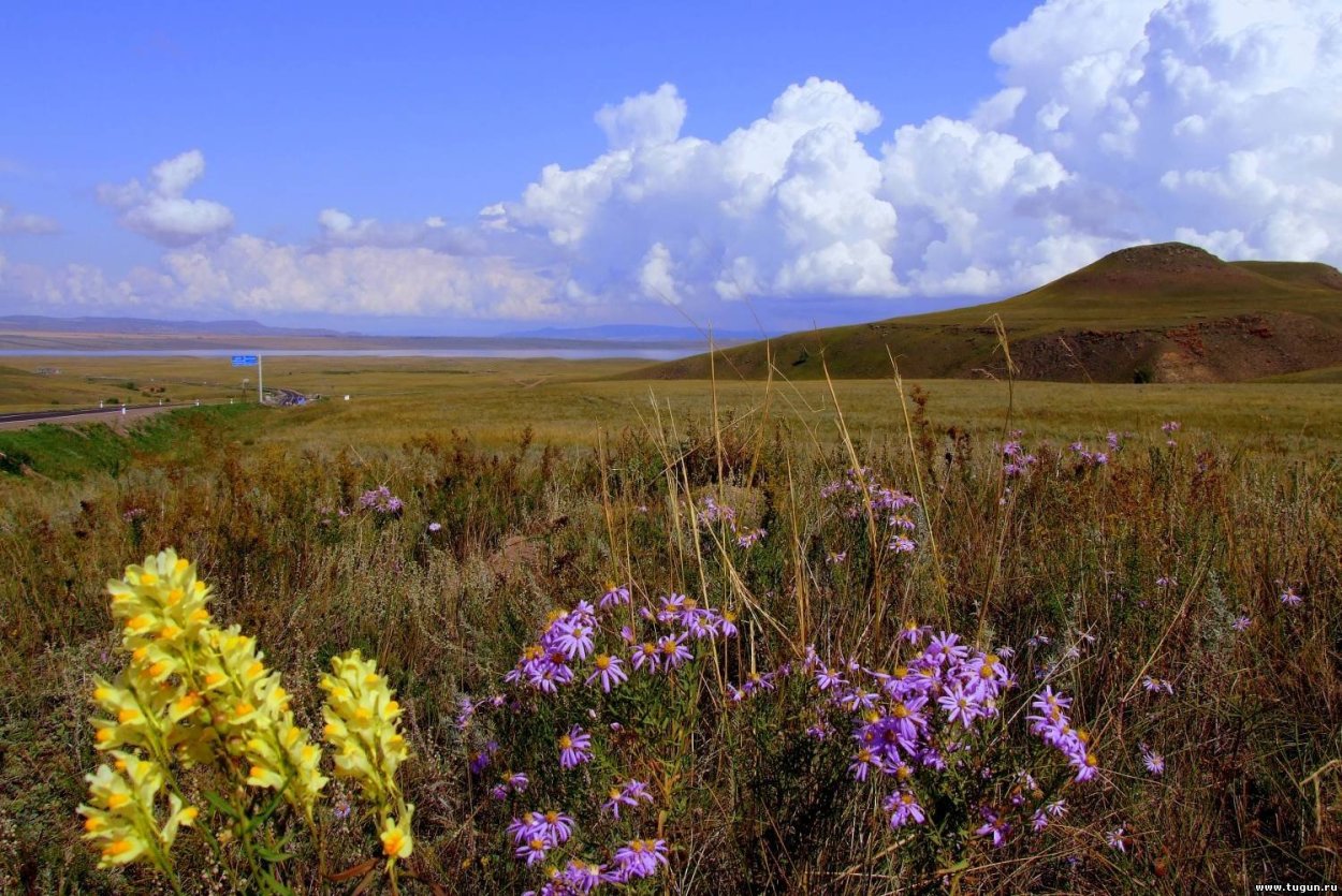 Разнотравные степи Крыма