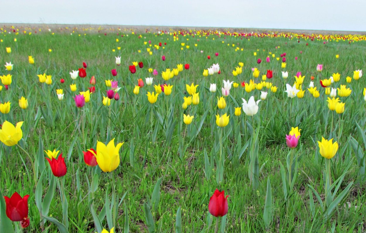 Дикий тюльпан Шренка