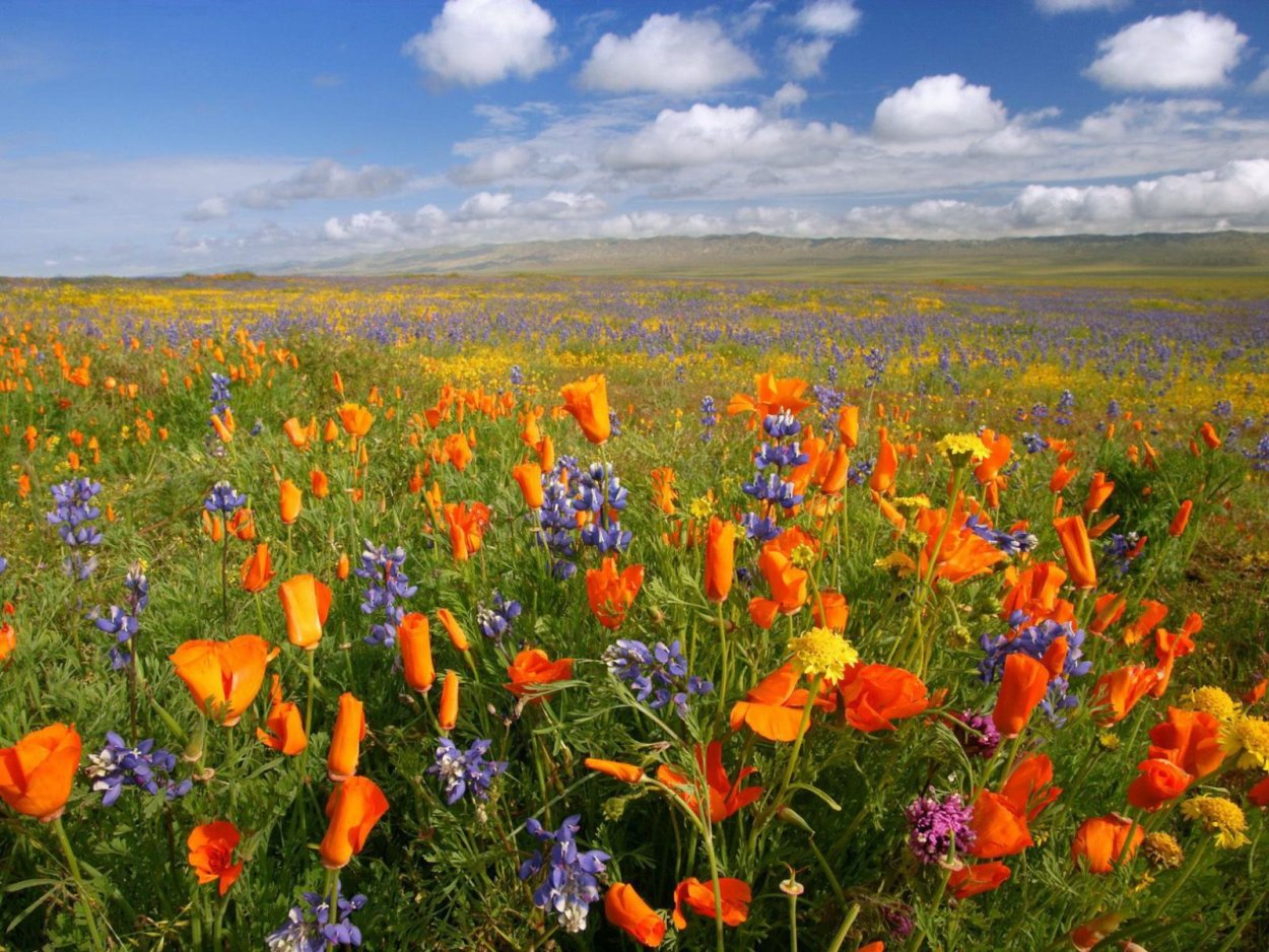 Луговые , разнотравье степи