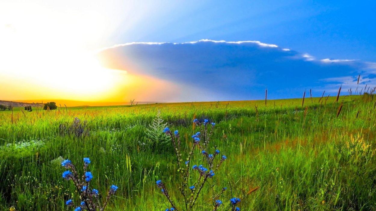 Красота полей русских