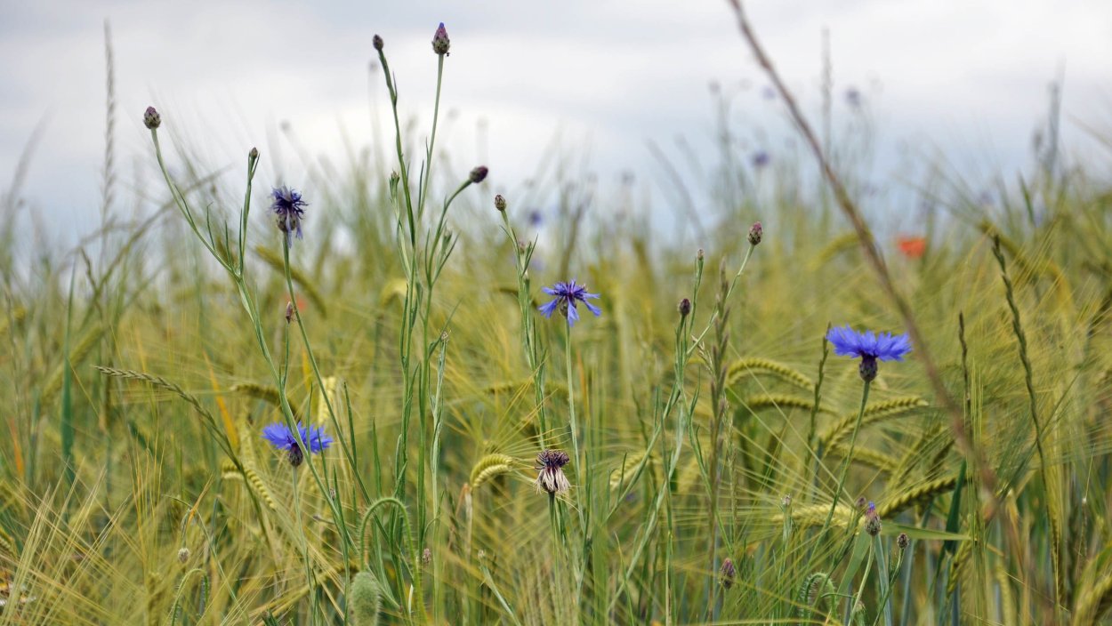 Поле полевых цветов