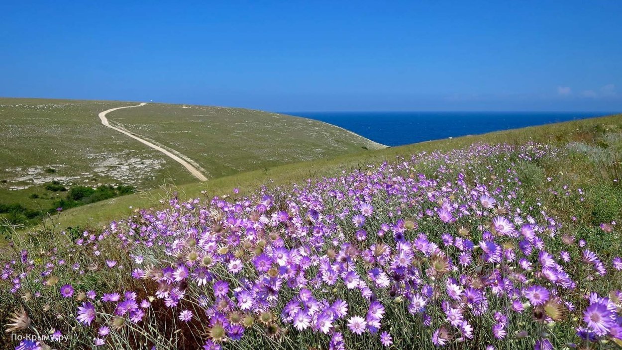 Растения Луга разнотравье