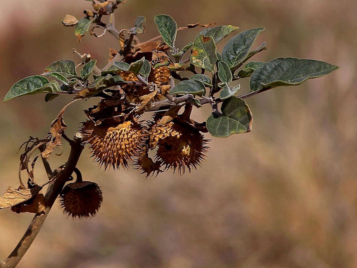 Платан дерево плоды