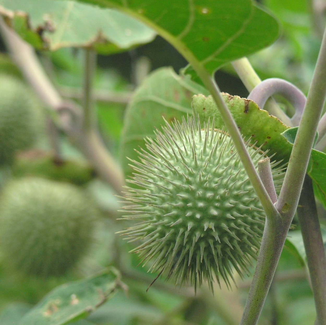 Каштан съедобный цветы