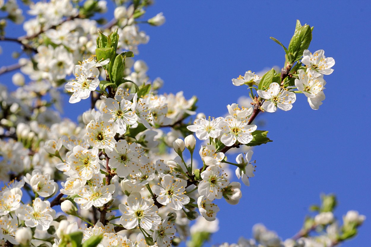 Терен цветет