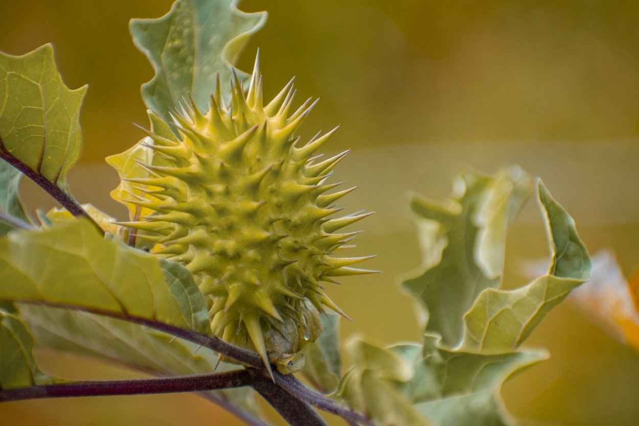 Каштан съедобный (посевной) сатива