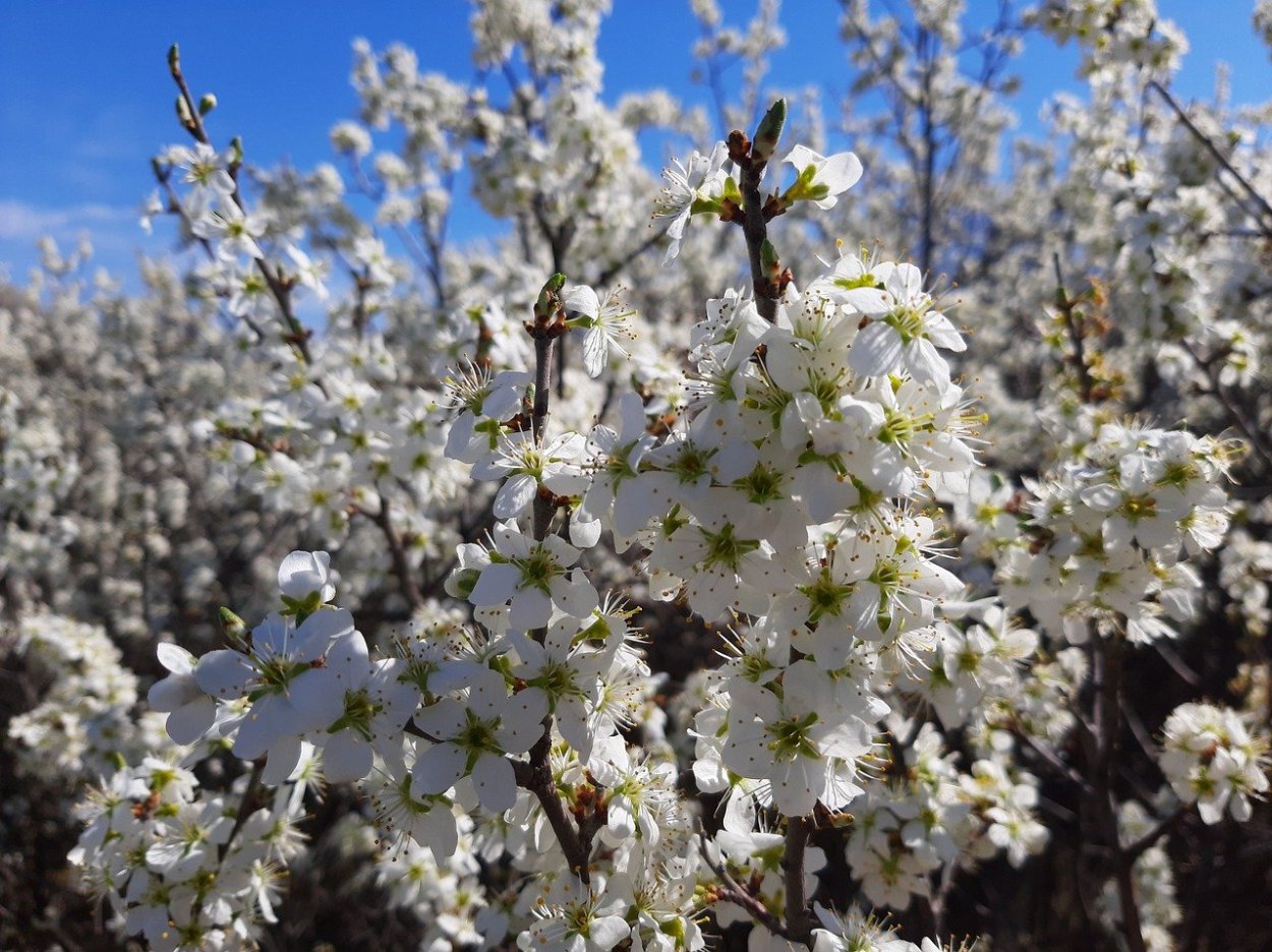 Терновник цветет