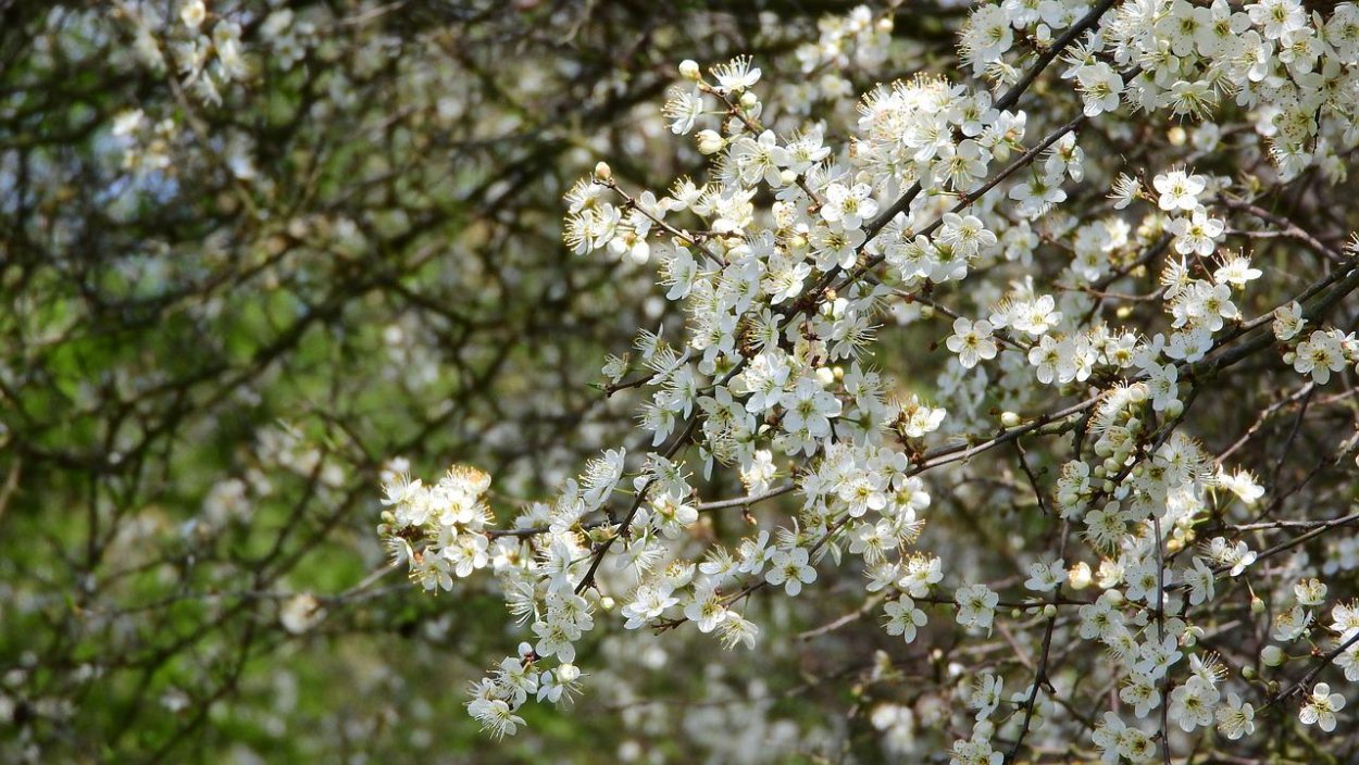 Prunus spinosa цветение