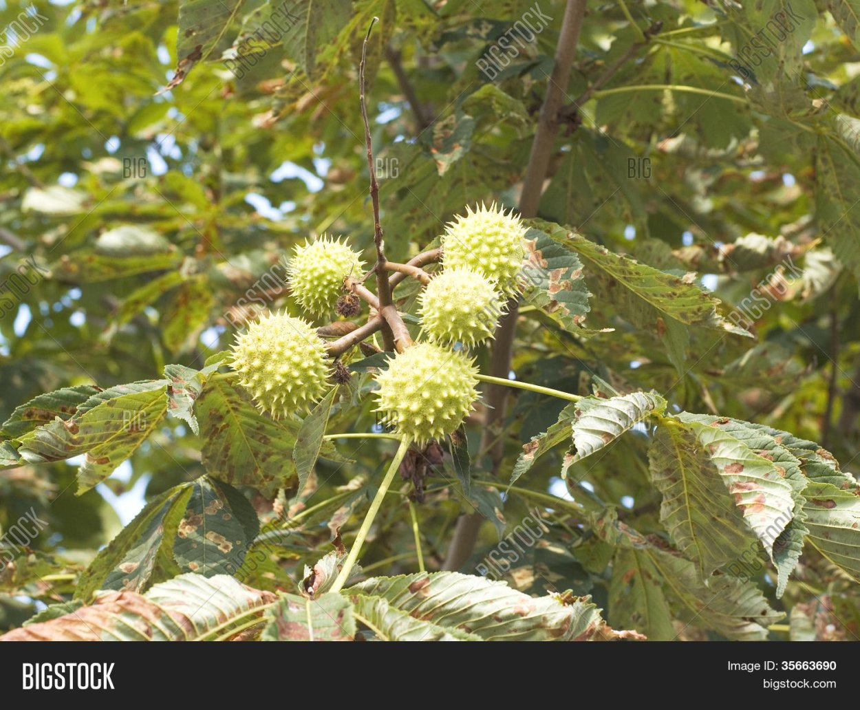 Каштан конский плоды шипы