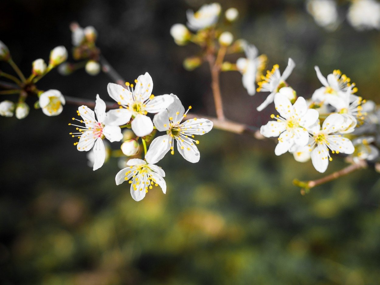 Белый Терновник