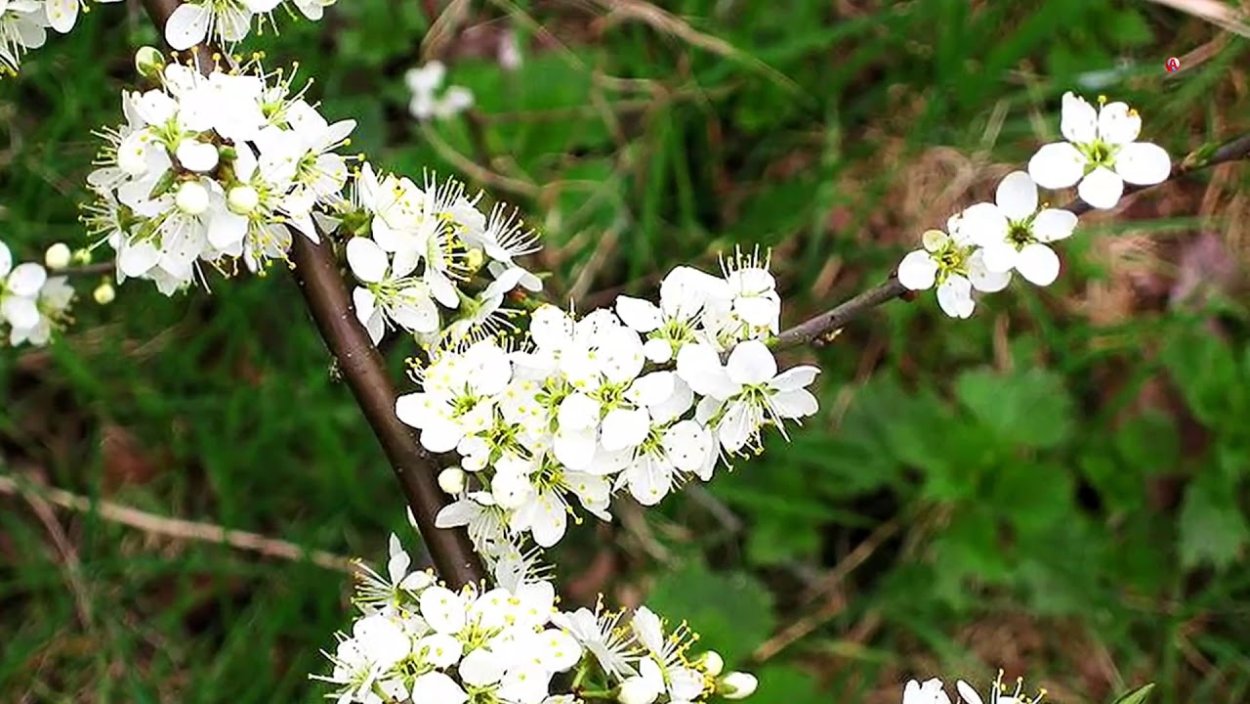 Терновник куст цветет