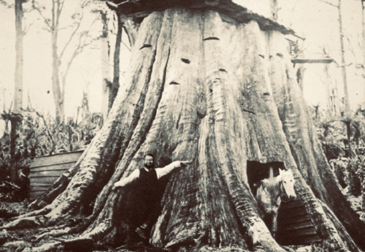 Пень гигантской секвойи