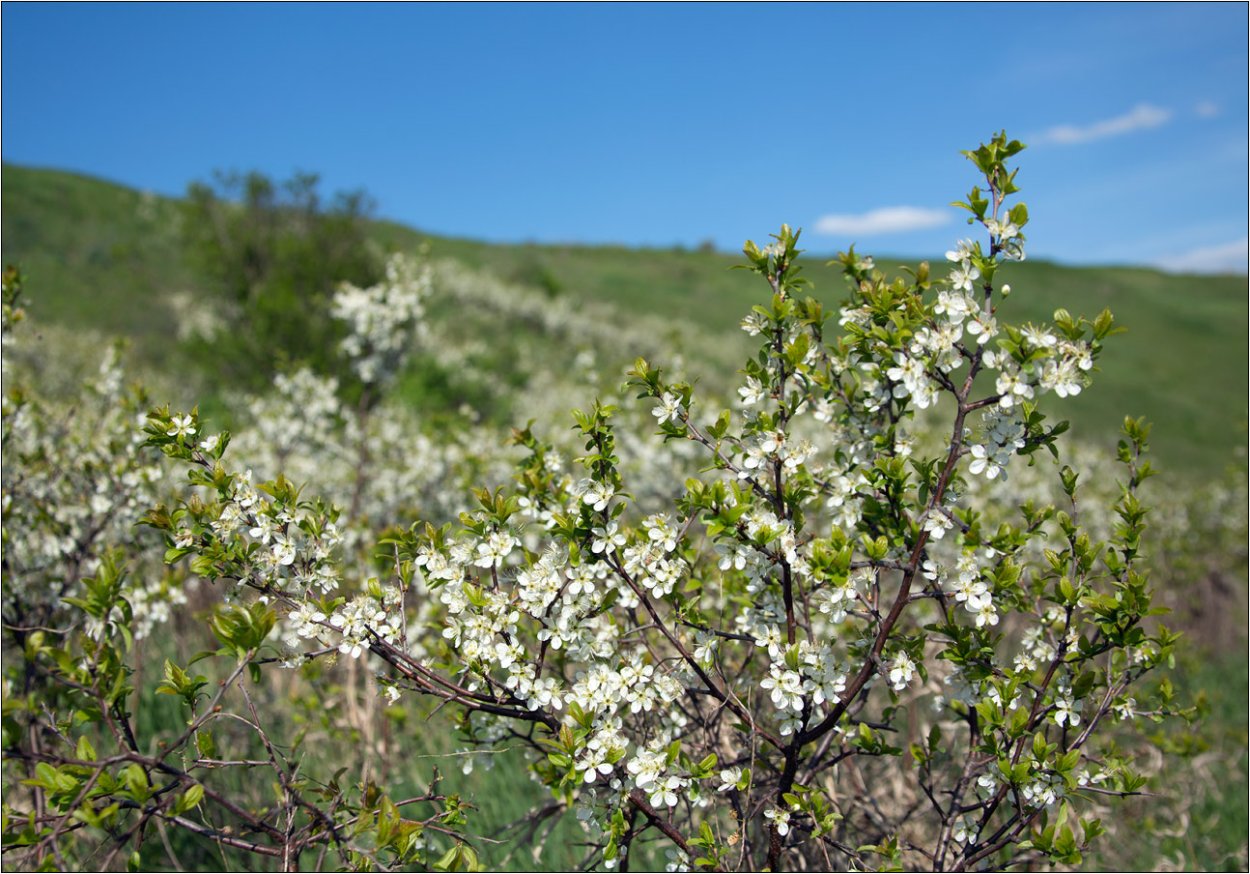 Цветущий Терновый куст