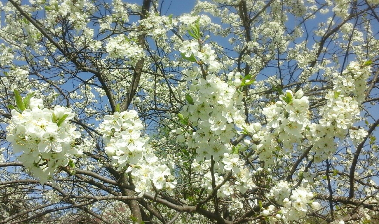 Терновник цветет