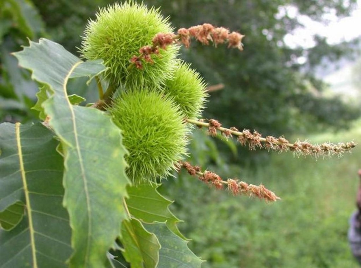 Шишки с дерева Платан