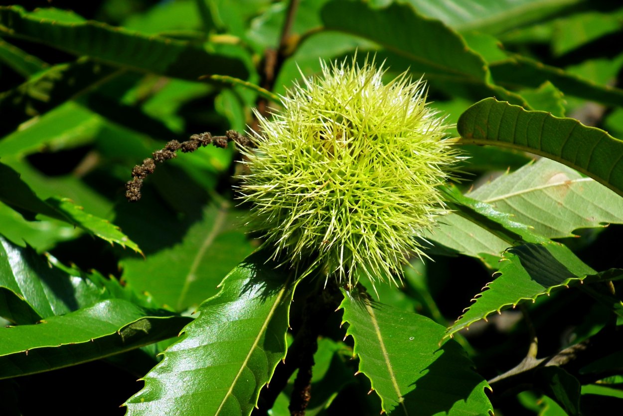 Каштан конский дерево