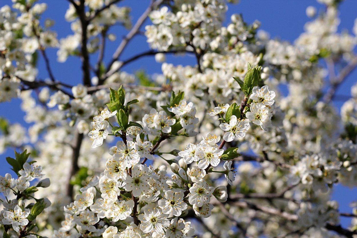 Терн цветение колючий