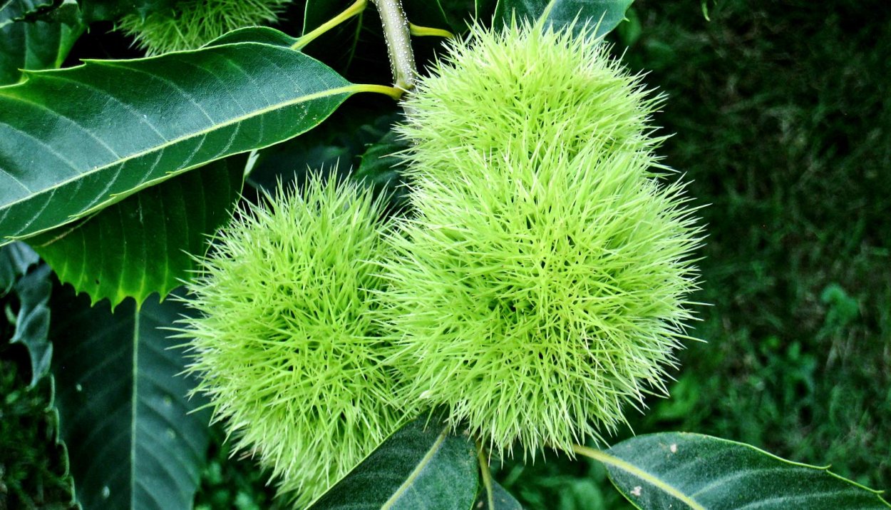 Осенний каштан