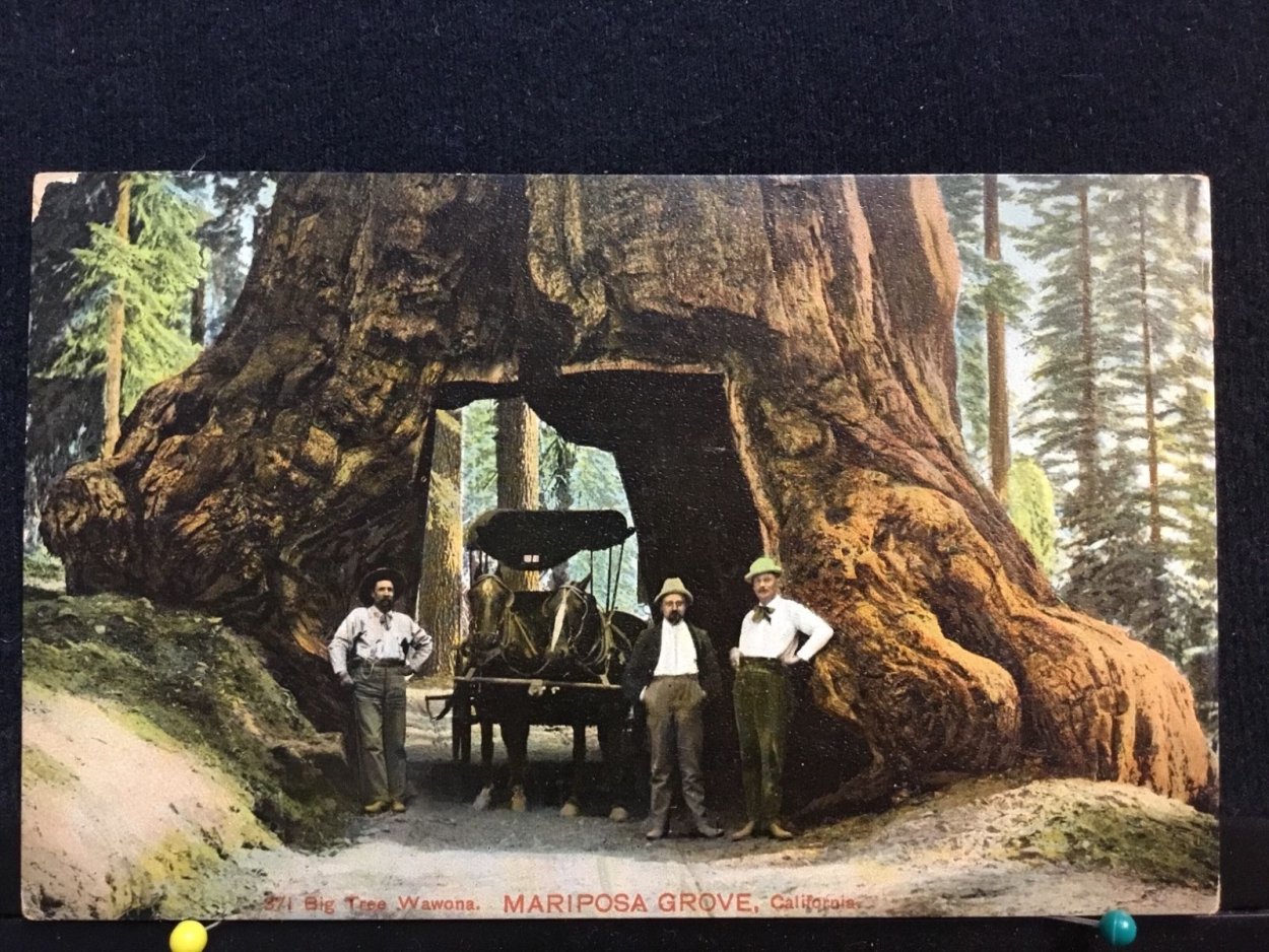 Секвойя Камбоджа