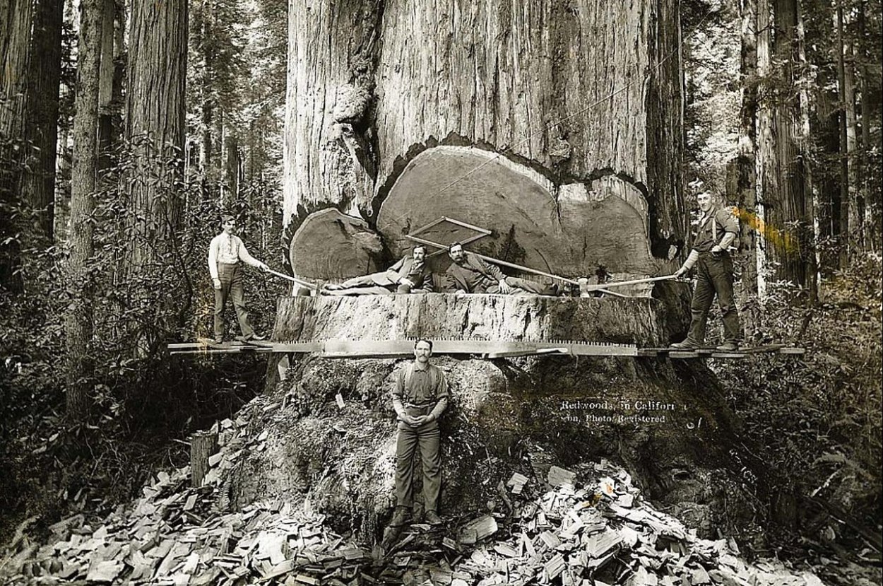 Древний легендарный исторический пень