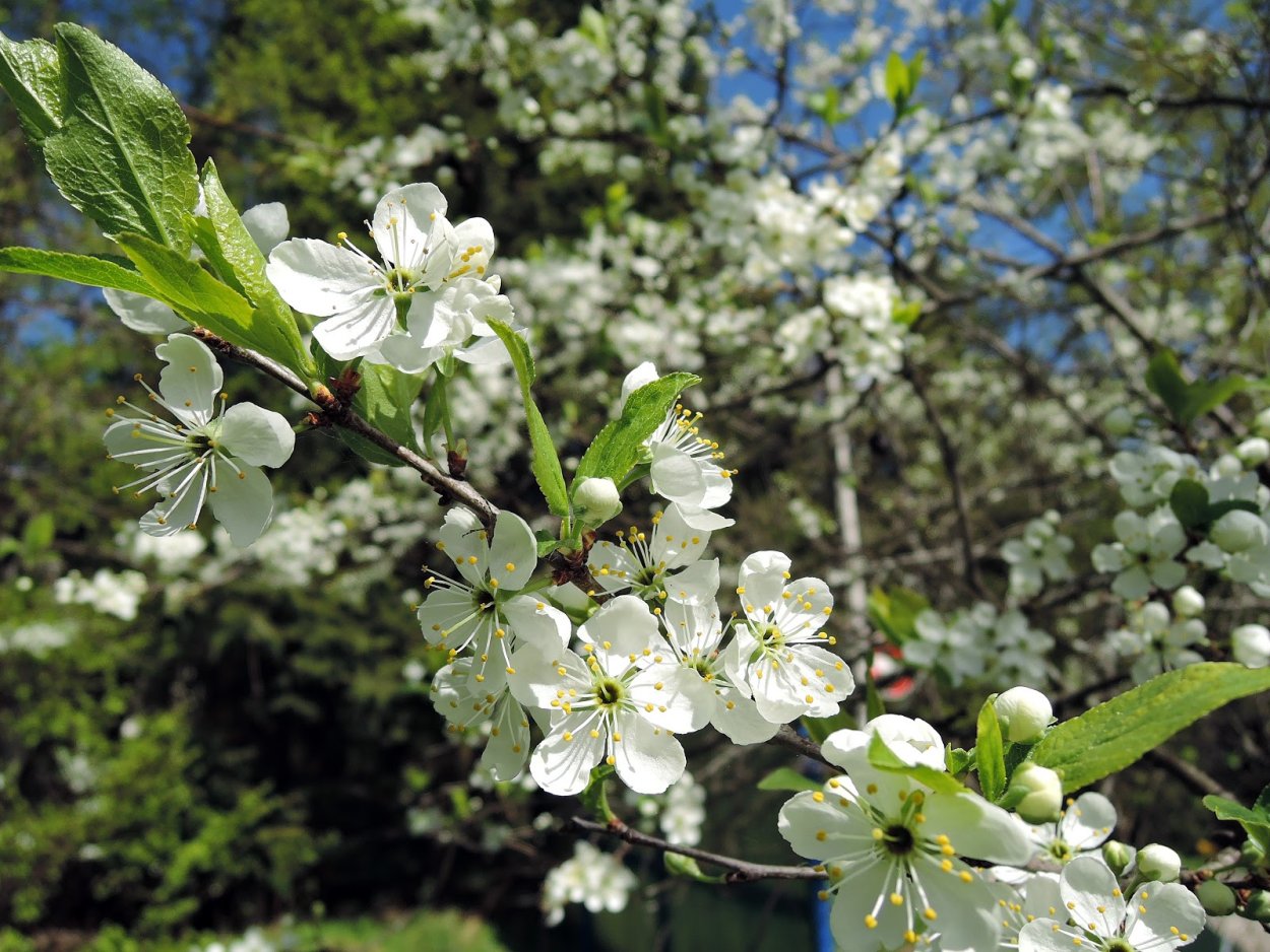 Терн цветение
