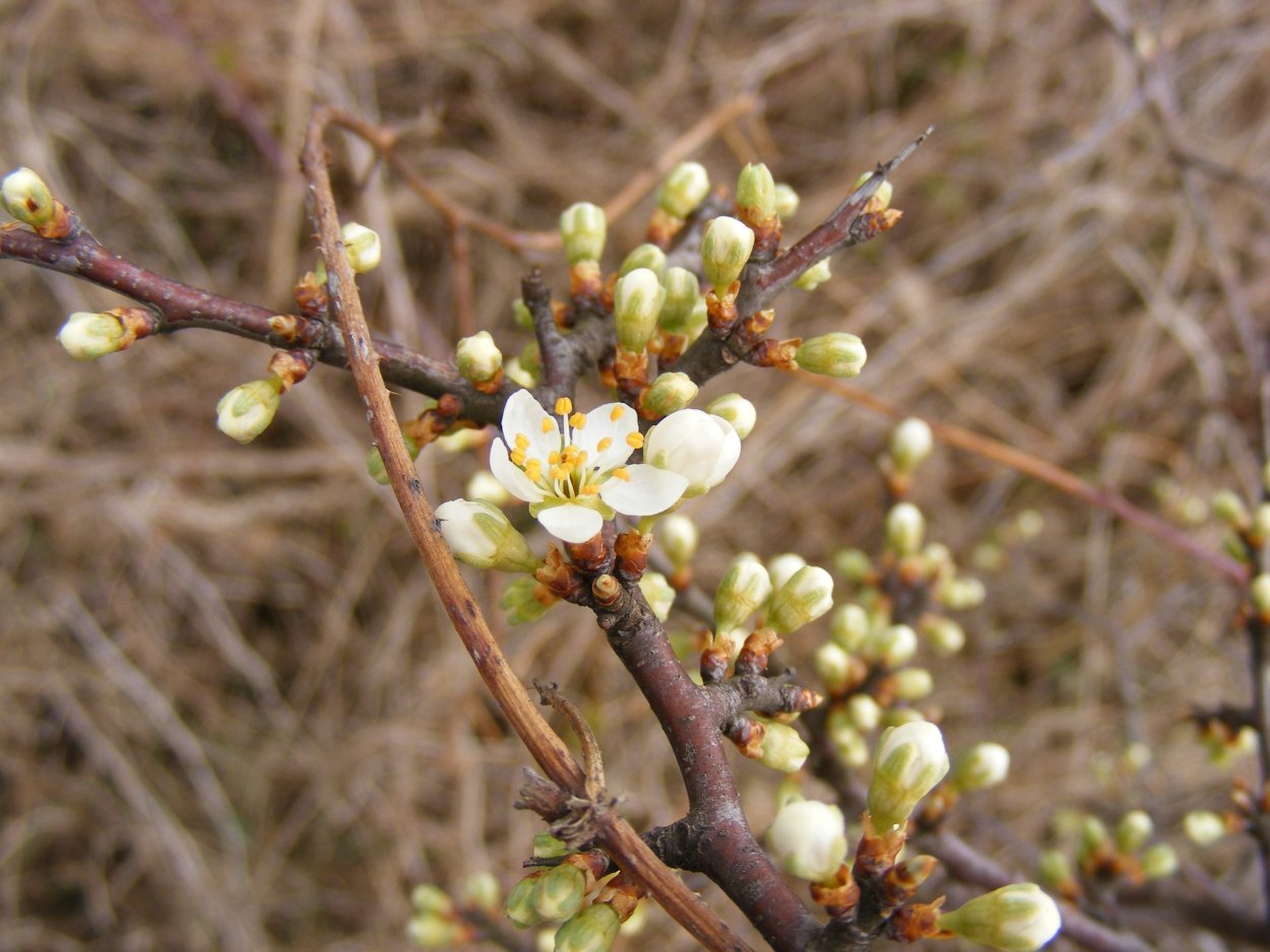 Prunus spinosa побеги