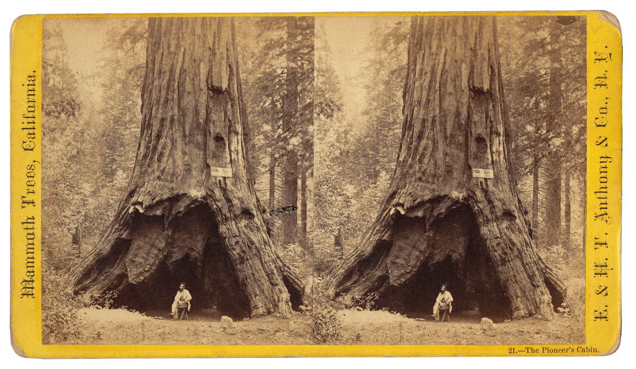 Пень гигантской секвойи