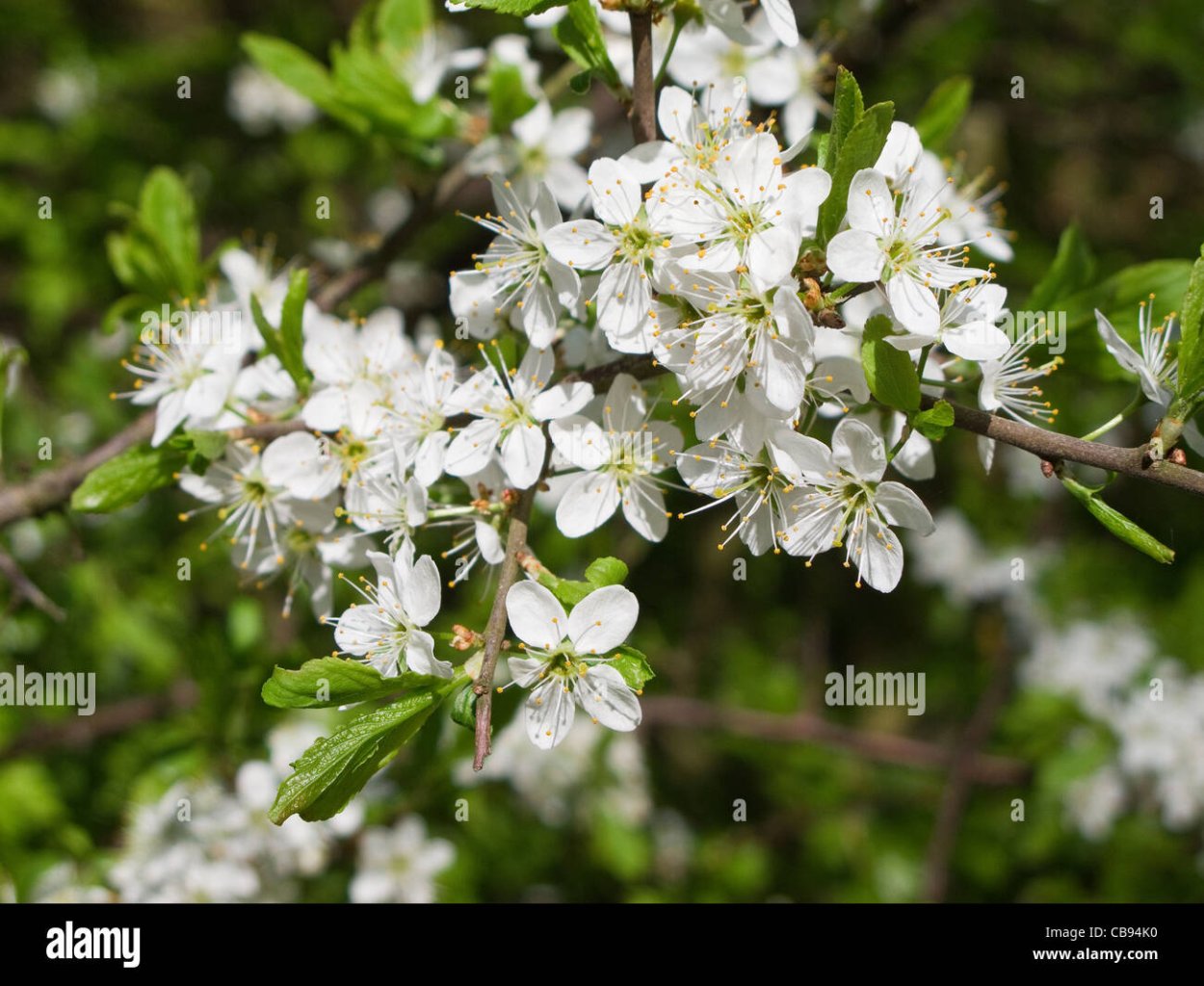 Цвите терен Цвите терен листья опадае