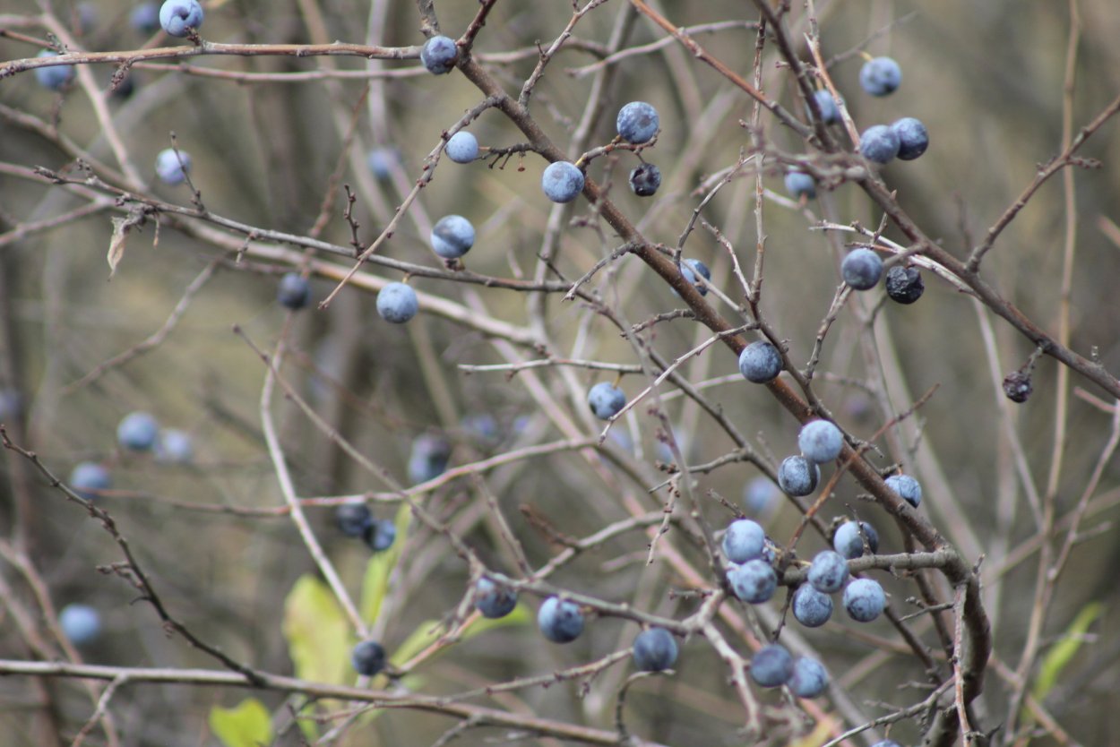 Христовый Терн