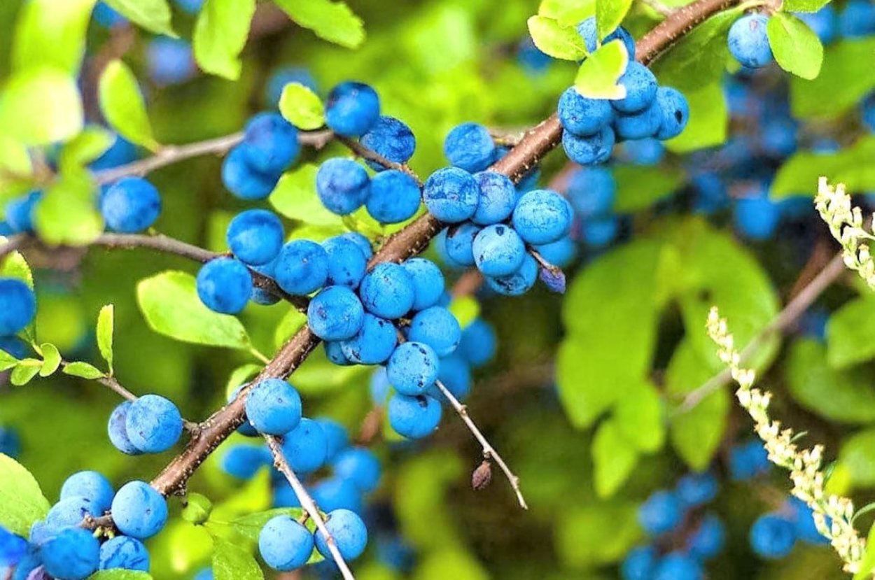 Терн гроздьями