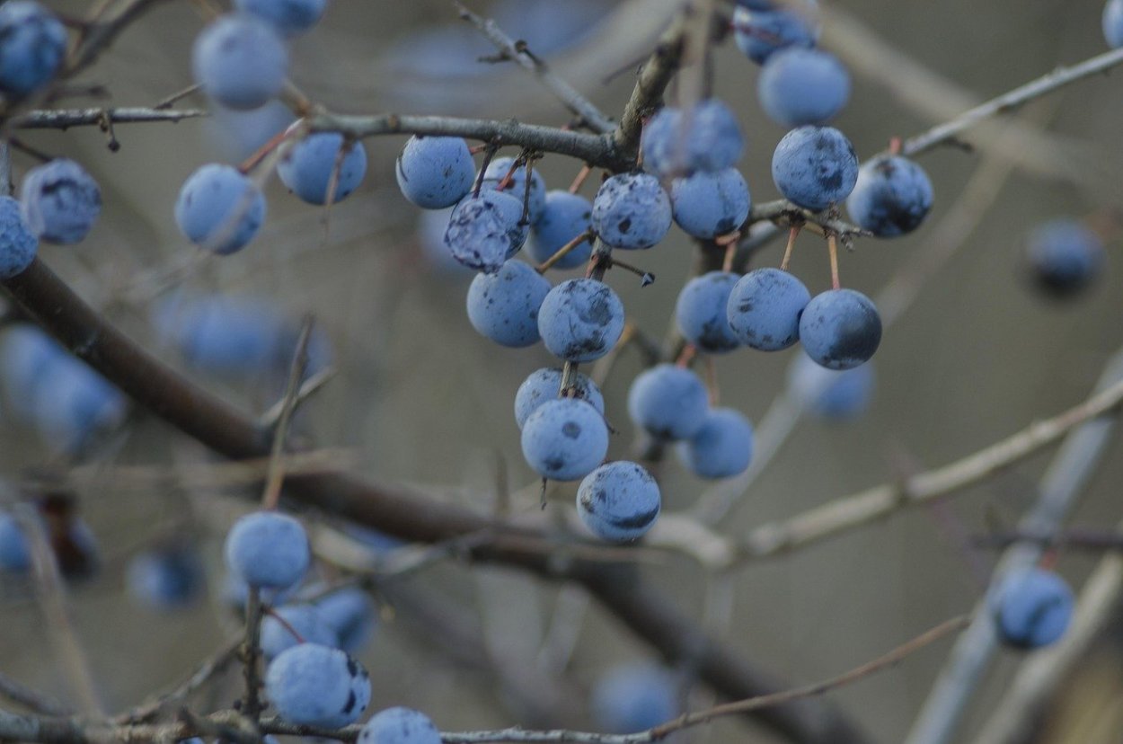 Голубые ягоды осенью