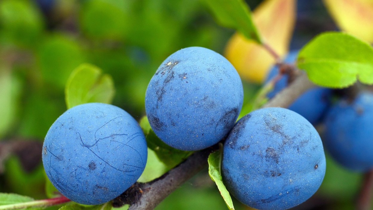 Ягода тернослива