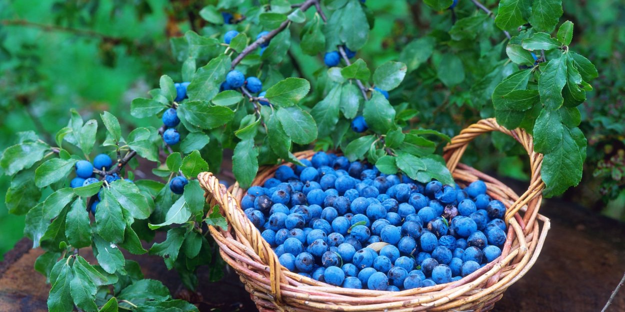 Тёрн кустарник ягоды